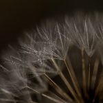 Pusteblume Pflanzenwelt